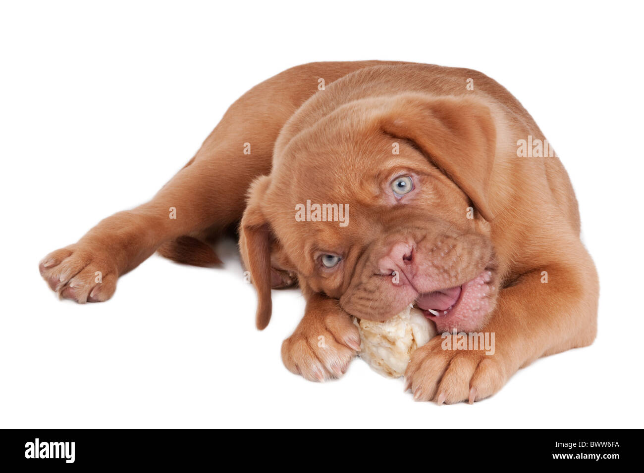 Puppy is lying on the floor and is eating a rawhide bone Stock Photo