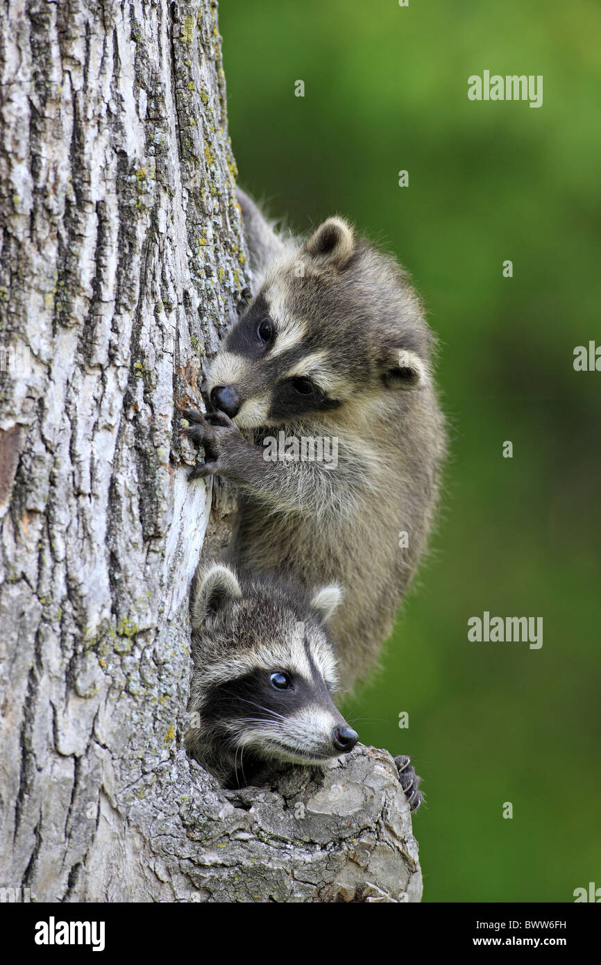 am Bau at den kletternd climbing common raccoon raccoons procynoid