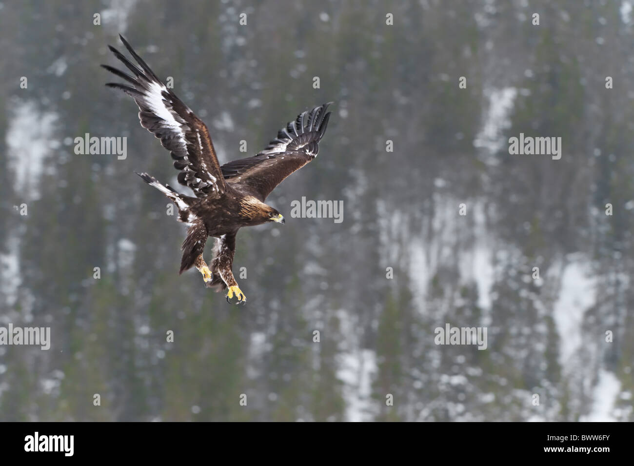 Golden Eagle (Aquila chrysaetos) immature, in flight, snow covered