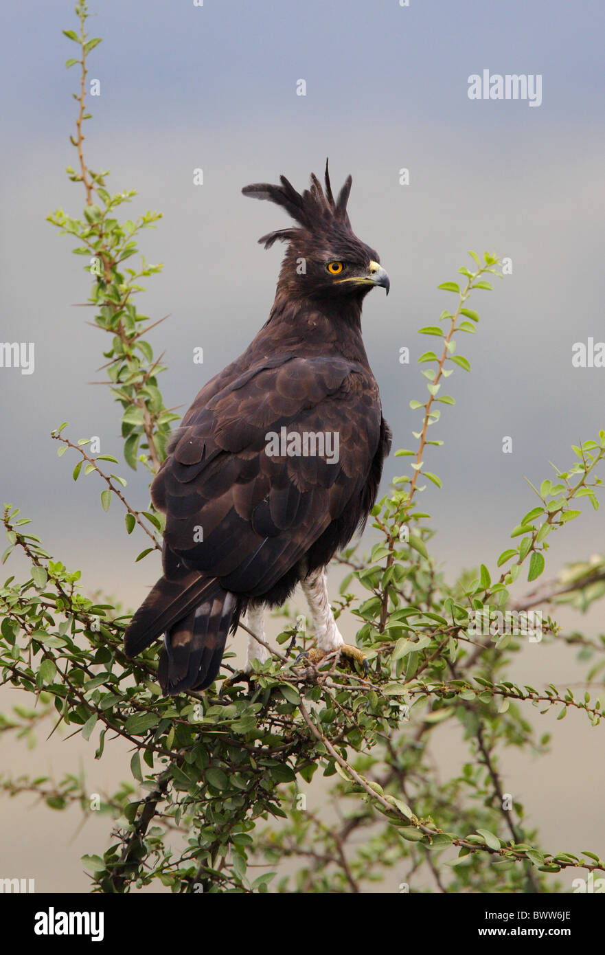 Long-crested Eagle (Lophaetus occipitalis) adult, perched in tree, Kenya, october Stock Photo