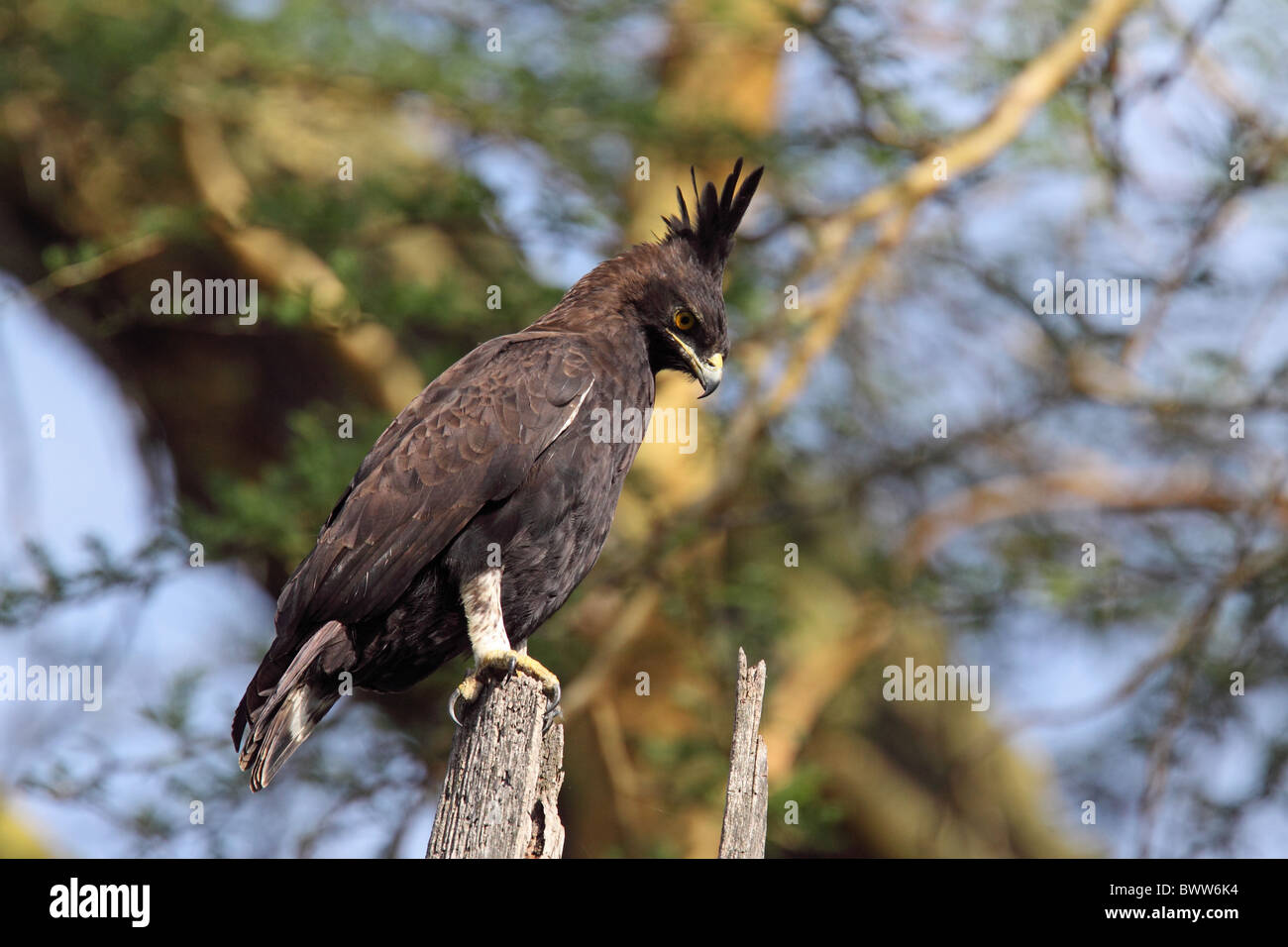 Long-crested Eagle (Lophaetus occipitalis) adult, perched on stump, Nakuru N.P., Great Rift Valley, Kenya, june Stock Photo