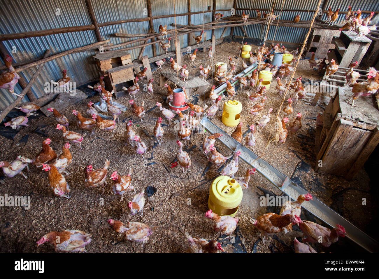 Chicken coop, Maji Mazuri Centre, Nairobi, Kenya Stock Photo Alamy