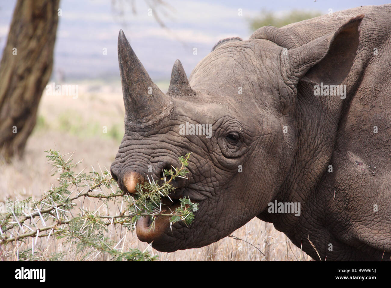Бело черный носорог. Черный носорог. Африканский черный носорог. Diceros bicornis. Непарнокопытные носорог.