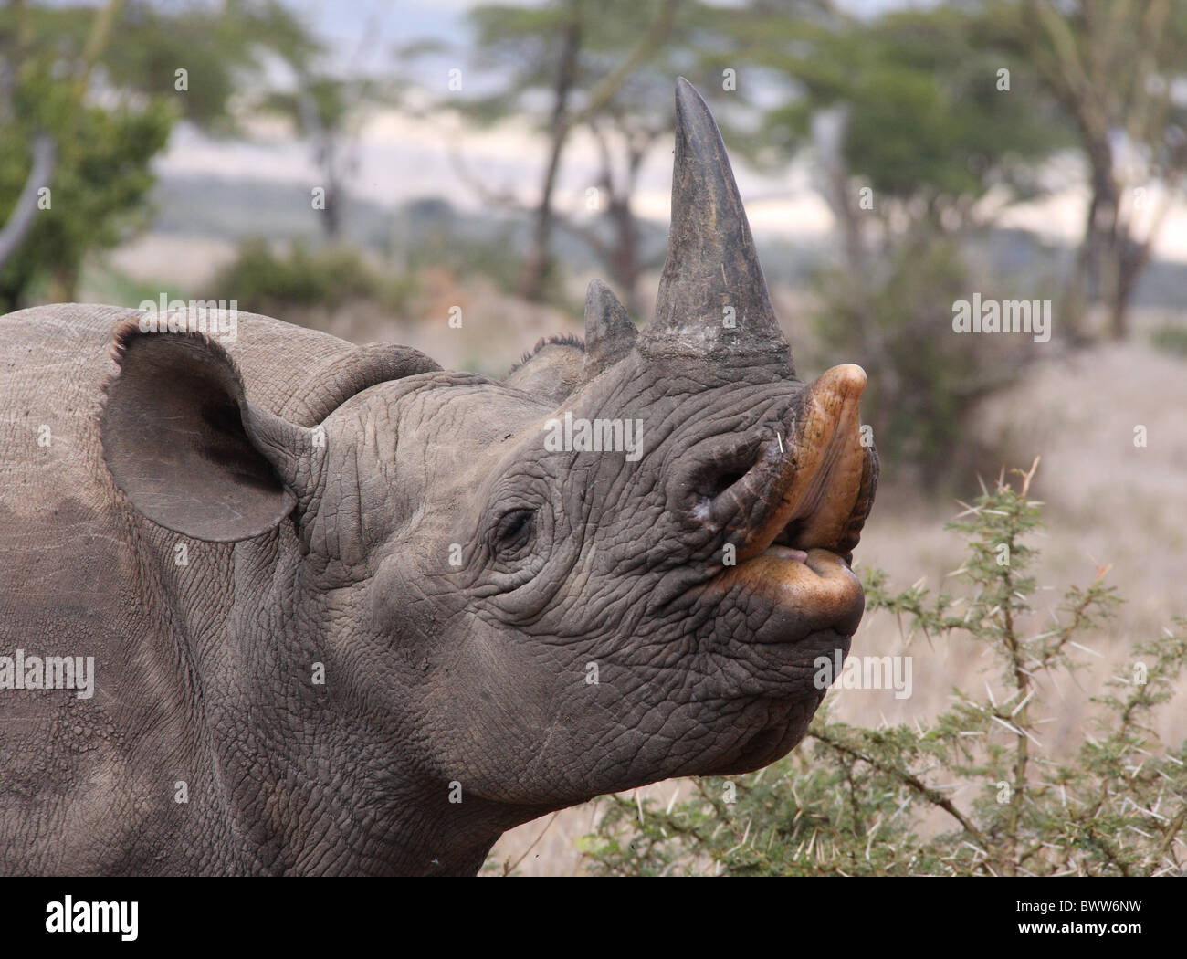 Black Rhinoceros (Diceros bicornis) four-year old orphan, reintroduced to wild, raising upper lip, close-up of head, Lewa Stock Photo