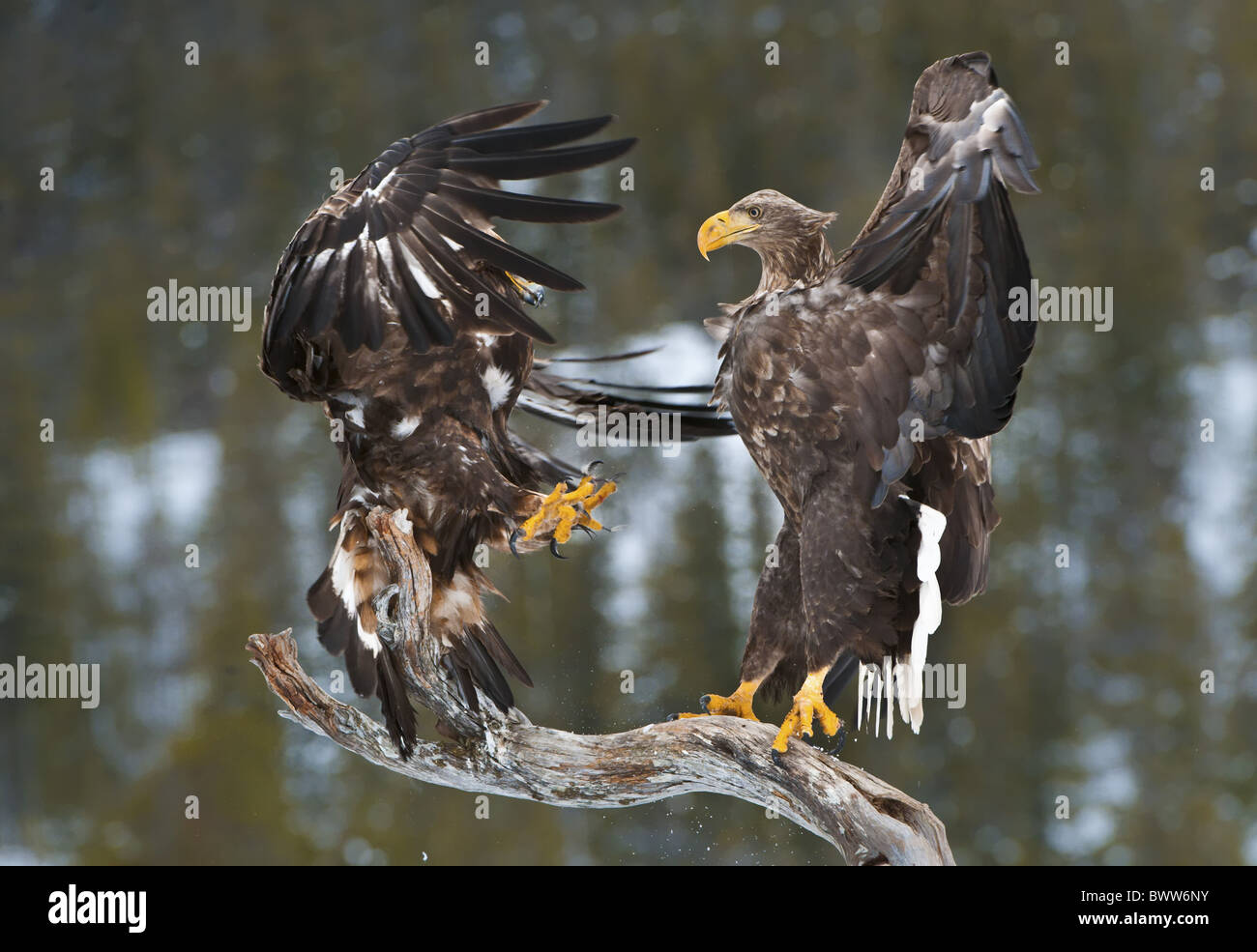 White Tailed Eagle Haliaeetus Albicilla And Golden Eagle
