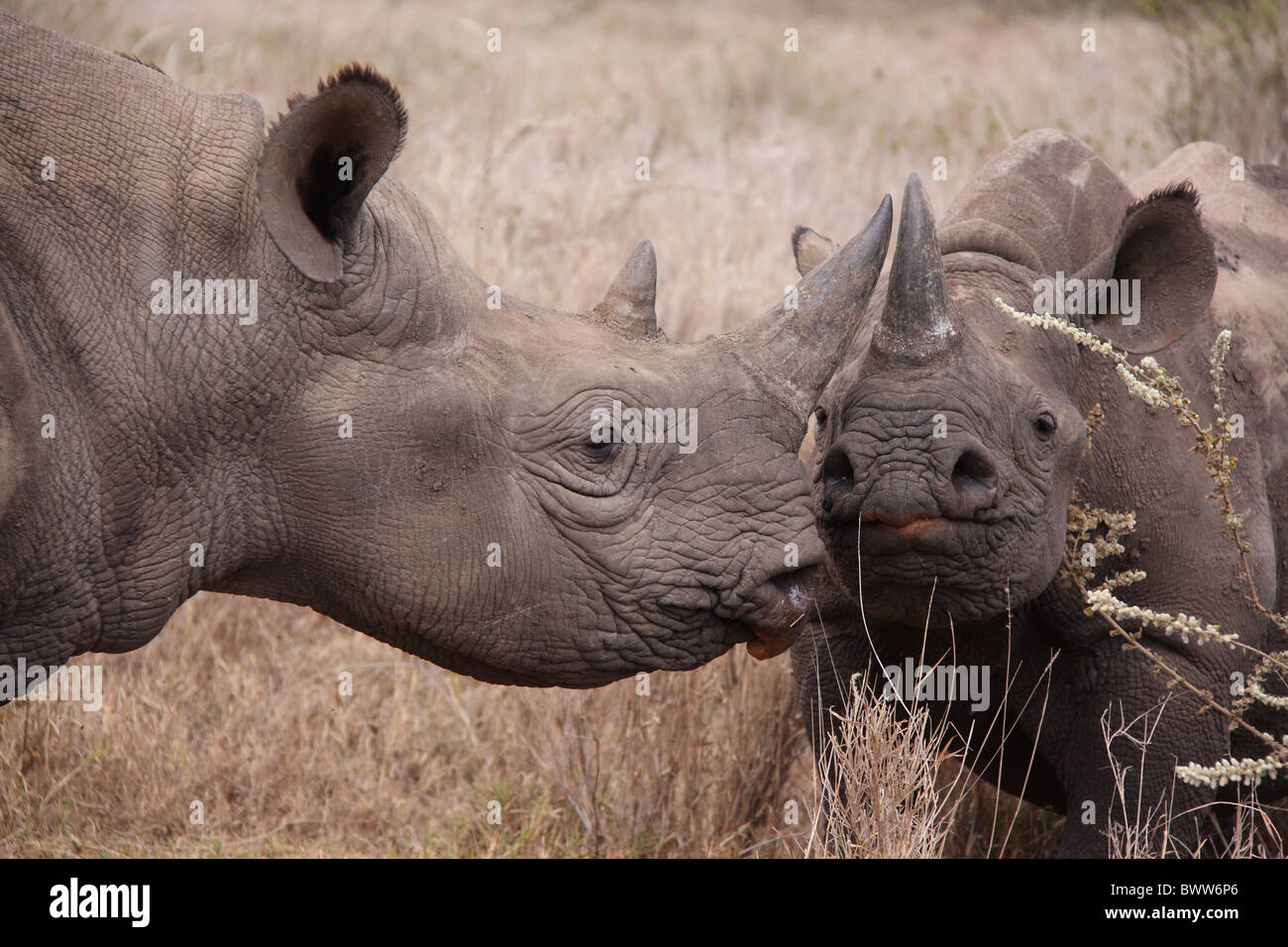 Black Rhinoceros (Diceros bicornis) four-year and two-year old orphans, reintroduced to wild, close-up of heads, Lewa Stock Photo