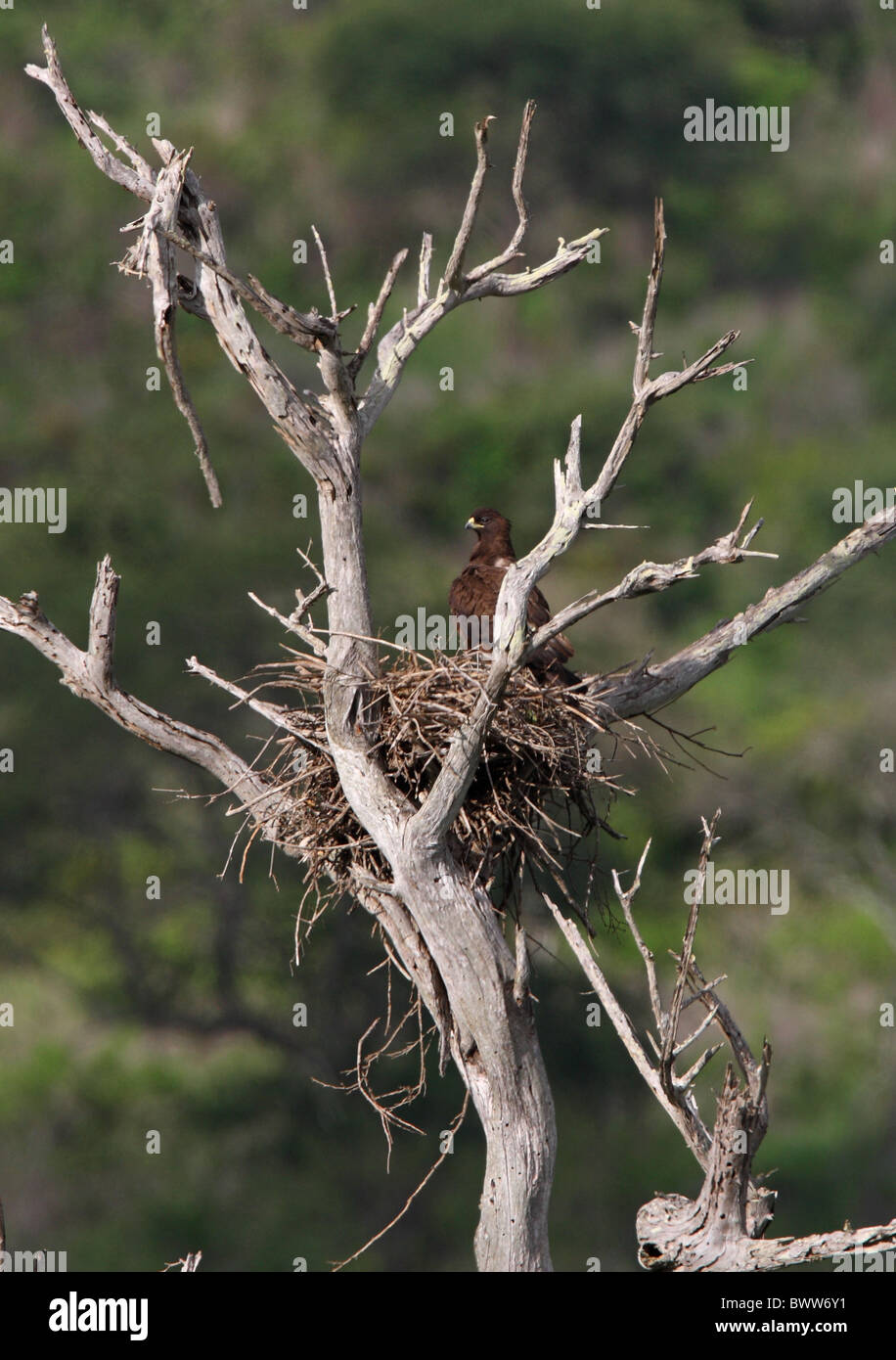 Wahlberg's Eagle (Aquila wahlbergi) adult, standing on nest in dead tree, Tsavo West N.P., Kenya, november Stock Photo