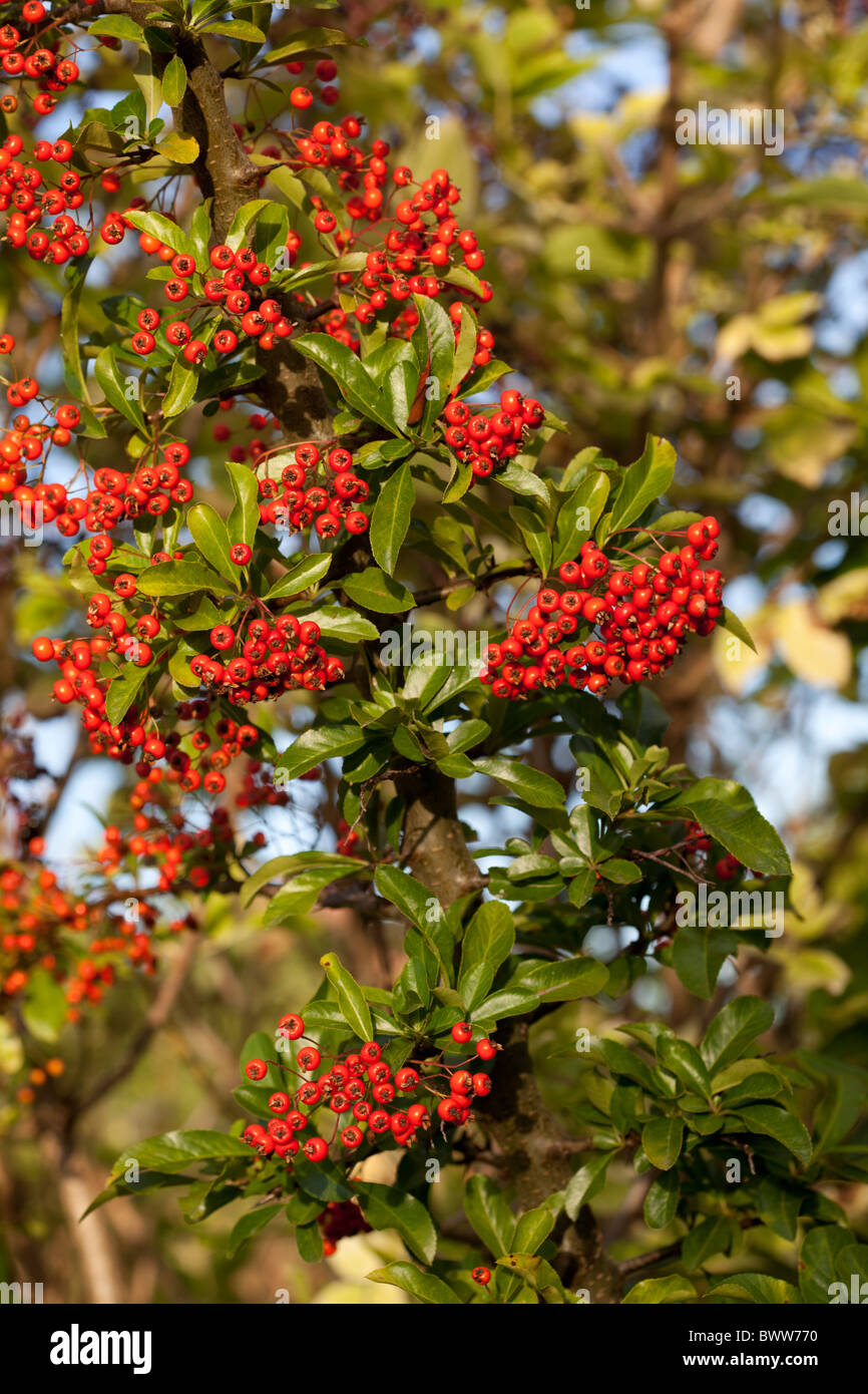 Red berries of Cotoneaster Stock Photo