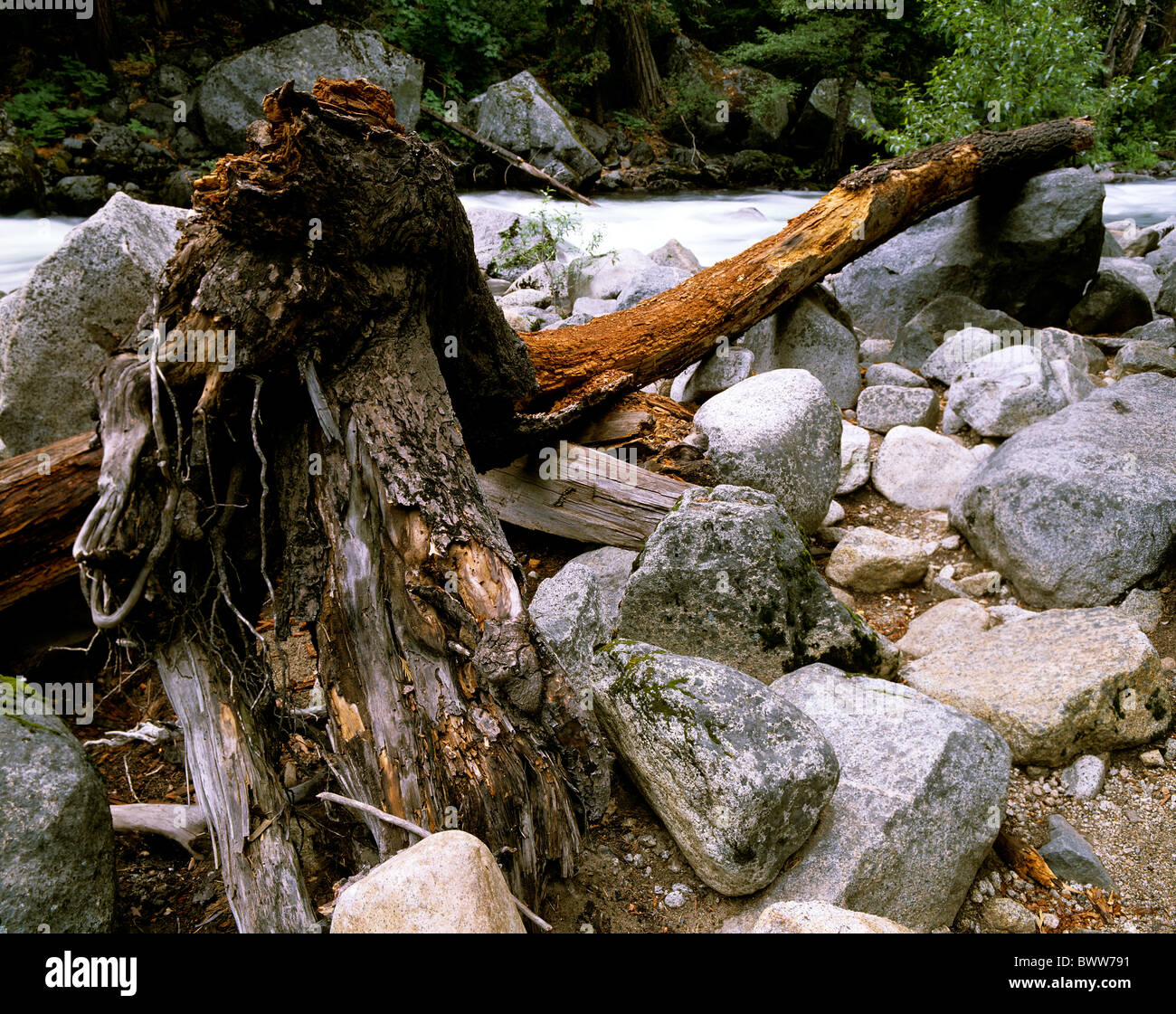 Tree roots and rocks Stock Photo - Alamy