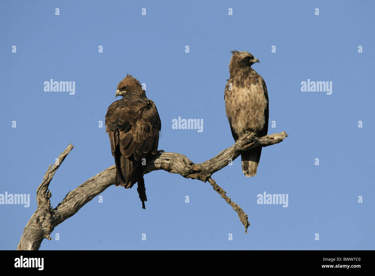 Pair of Wahlberg's Eagles Stock Photo