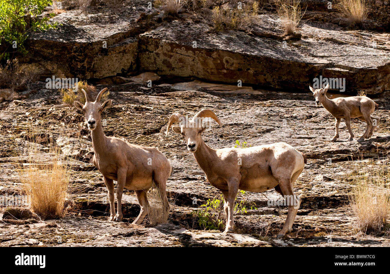 USA, Idaho,Wildlife, Rocky Mountain Bighorn Sheep, Rafting the Middle