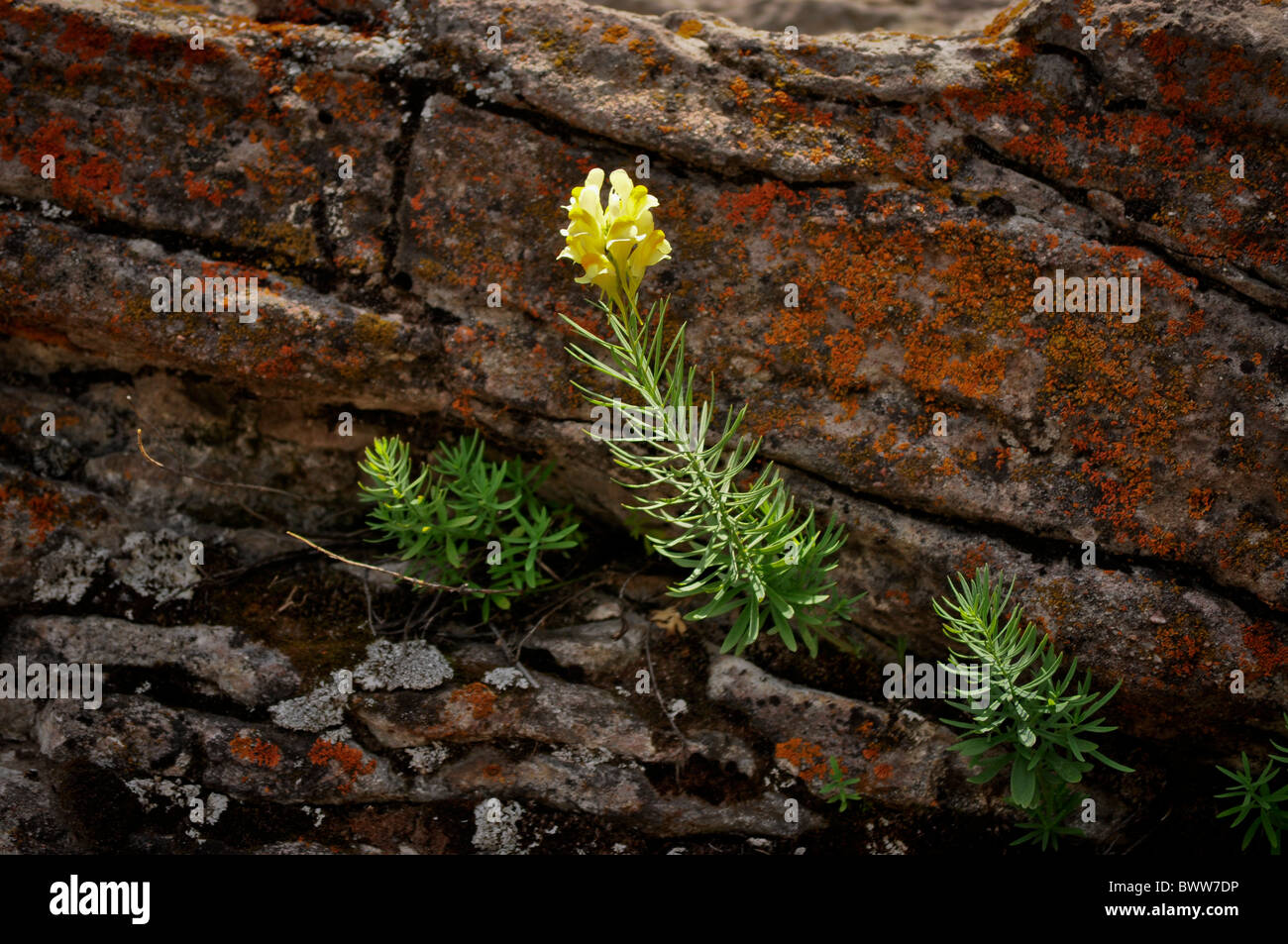 wildflower growing out of boulder rock with orange moss Stock Photo Alamy