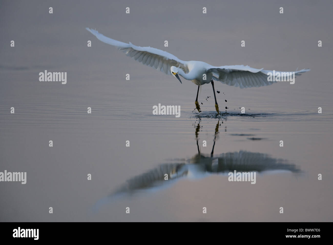 Snowy Egret (Egretta thula) adult, in flight over lake at dawn, reflection in water, Crooked Tree Wildlife Reserve, Belize Stock Photo