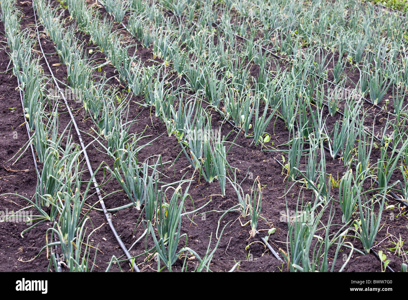Field of onions growing at Maji Mazuri Centre, Nairobi, Kenya Stock