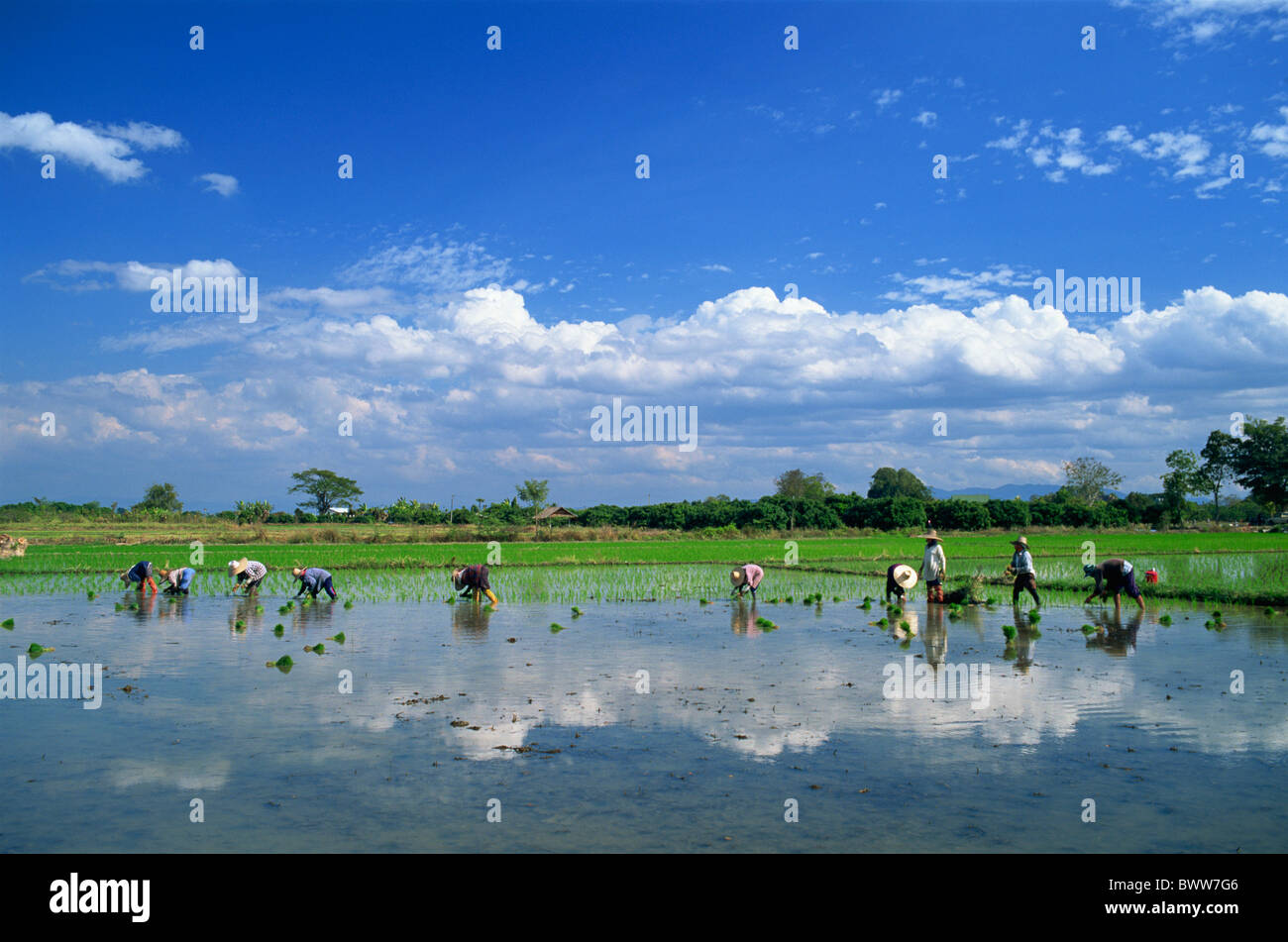 Rice paddies northern chiang hi-res stock photography and images - Alamy