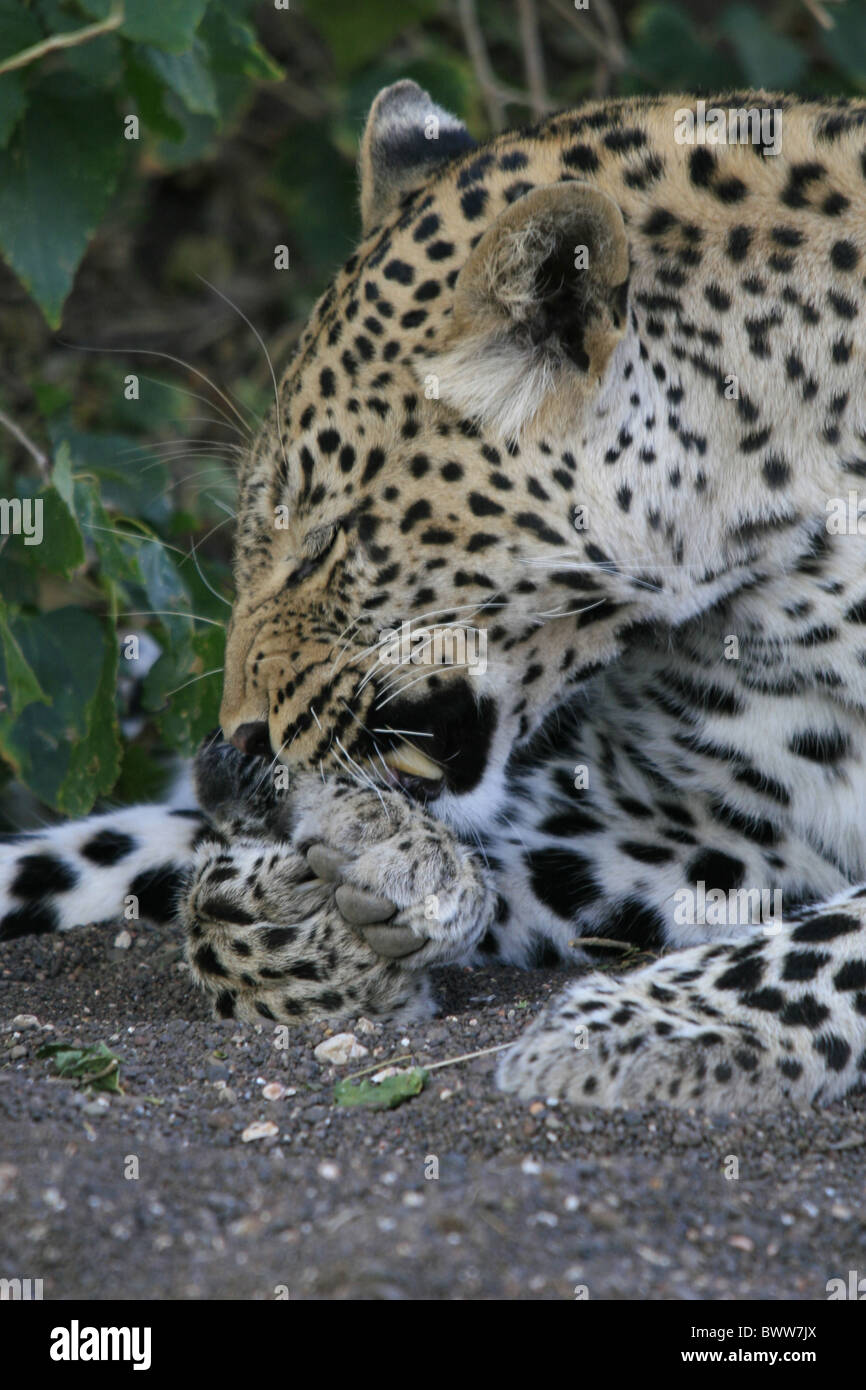 Leopard grooming itself Stock Photo