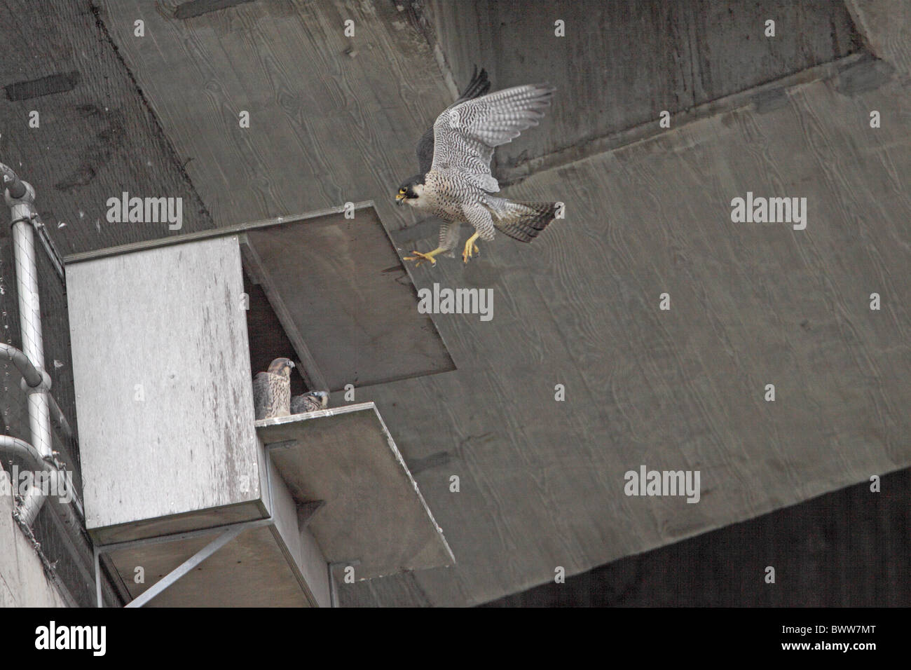 Peregrine Falcon Falco Peregrinus Three Chicks In Nestbox