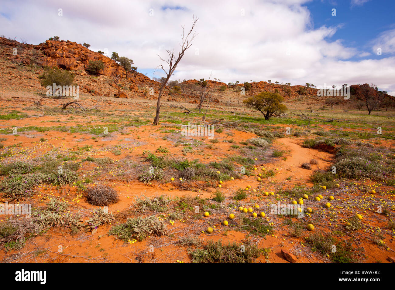 Wild melons in the red country of Mutawintji National Park Stock Photo