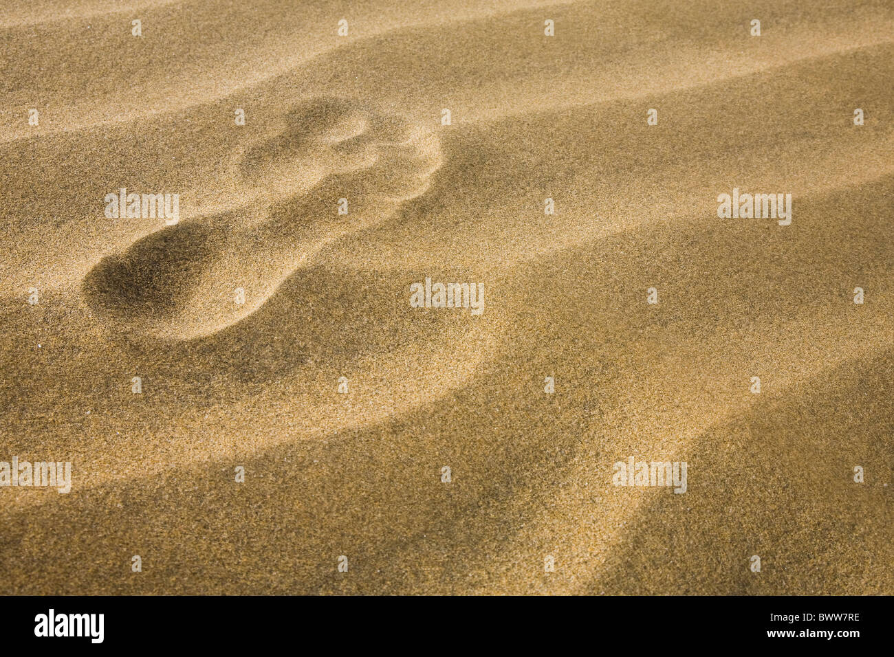 A Single Footprint In The Golden Sand Desert Stock Photo Alamy