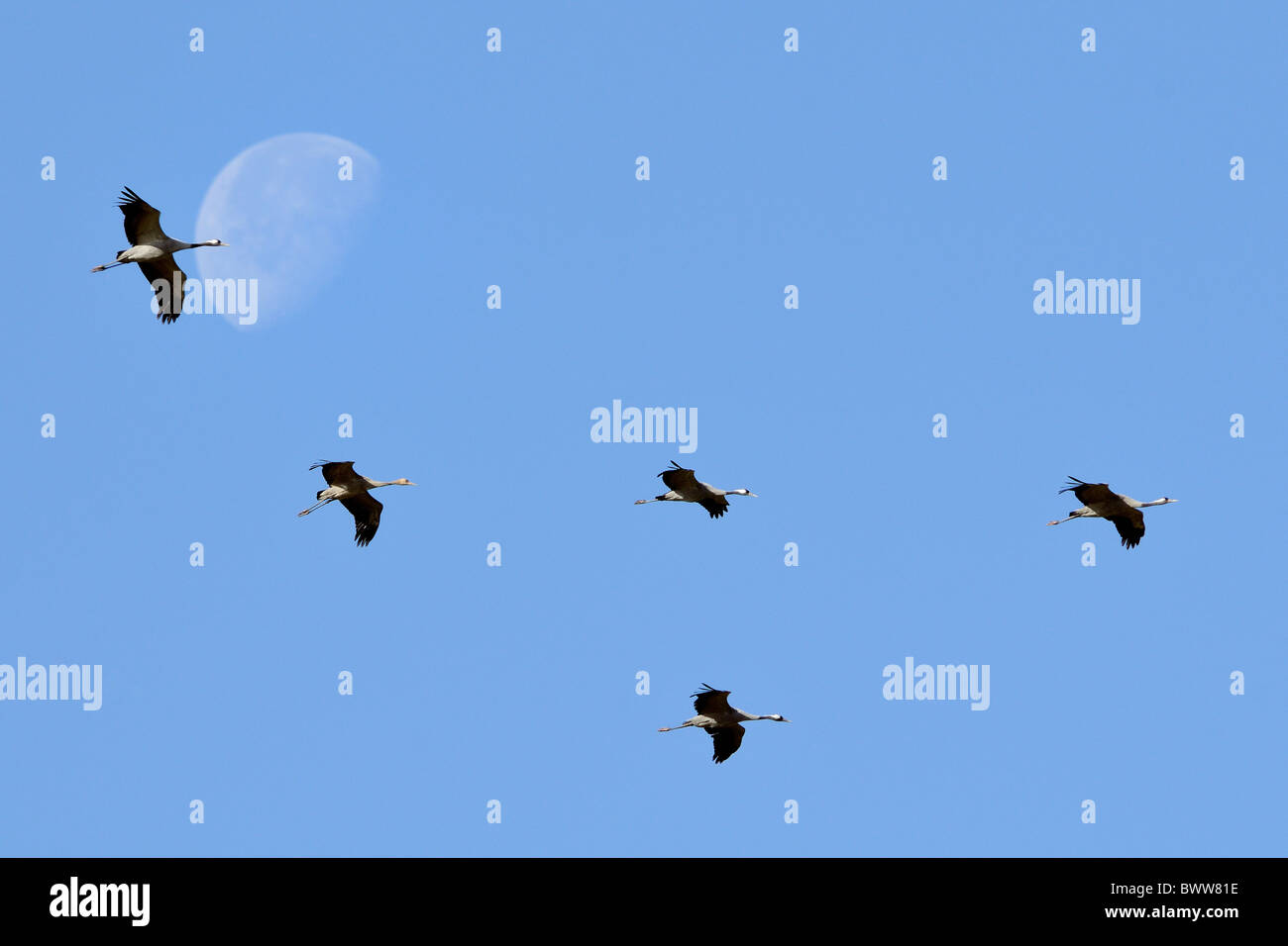 Five Common / Eurasian cranes (Grus grus) flying past setting moon after sunrise, during autumn migration period. Stock Photo