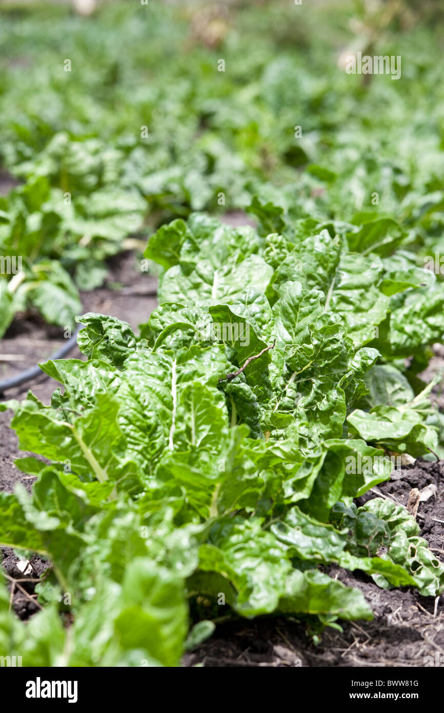 African Spinach High Resolution Stock Photography and Images Alamy