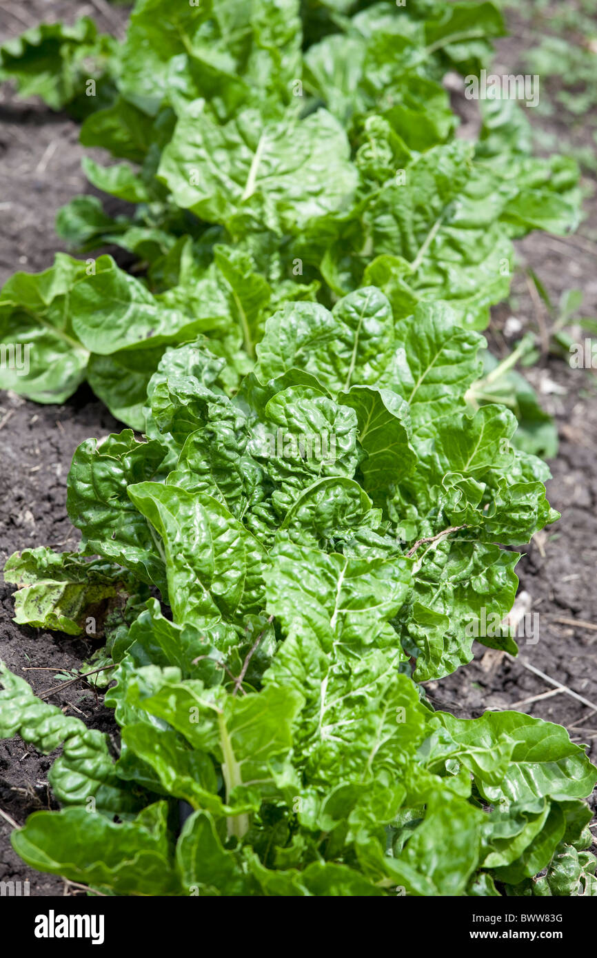 Vegetable crops kenya hires stock photography and images Alamy