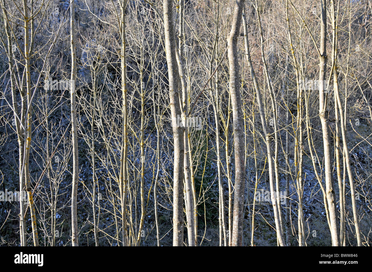 Beeches Fagus silvatica Beech forst woods wood trunks winter European