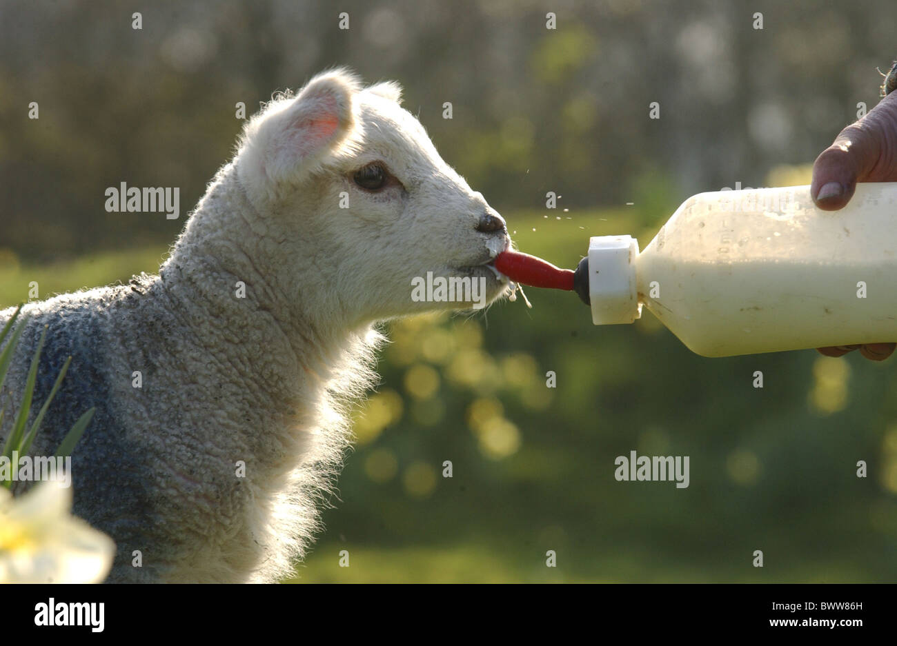 Domestic Sheep orphan lamb feeding from bottle Stock Photo Alamy
