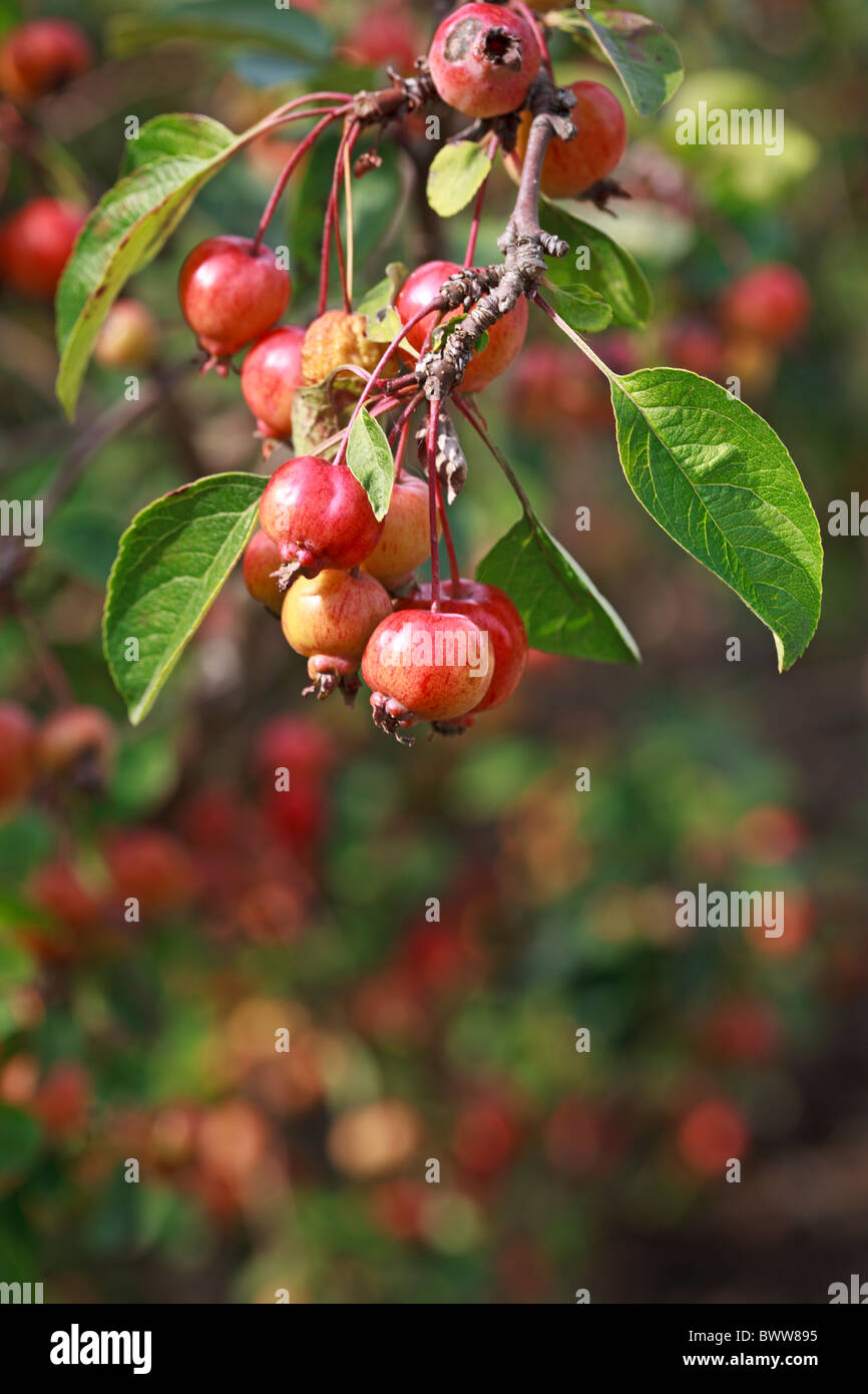 Crab Apple Malus 'Evereste' Stock Photo Alamy