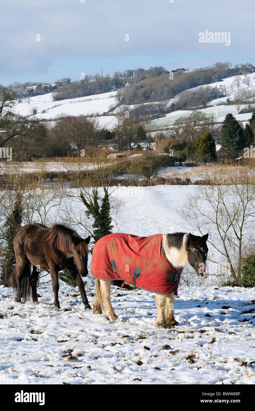 Horses Wearing Coats High Resolution Stock Photography And Images Alamy horses-wearing-coats-high-resolution-stock-photography-and-images-alamy