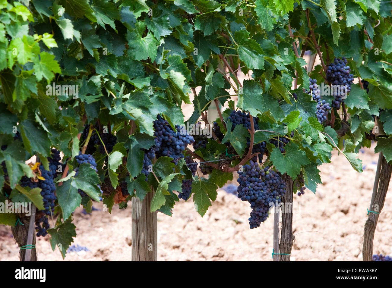 Brunello vine cheap
