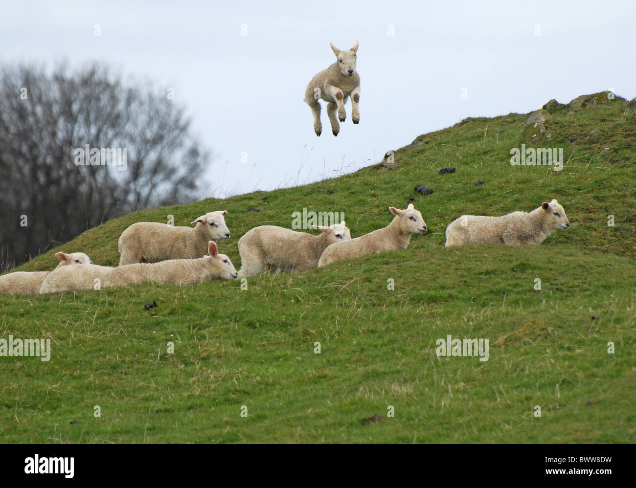 sheep Northumberland lambs ewe jumping leaping sheep domestic farm