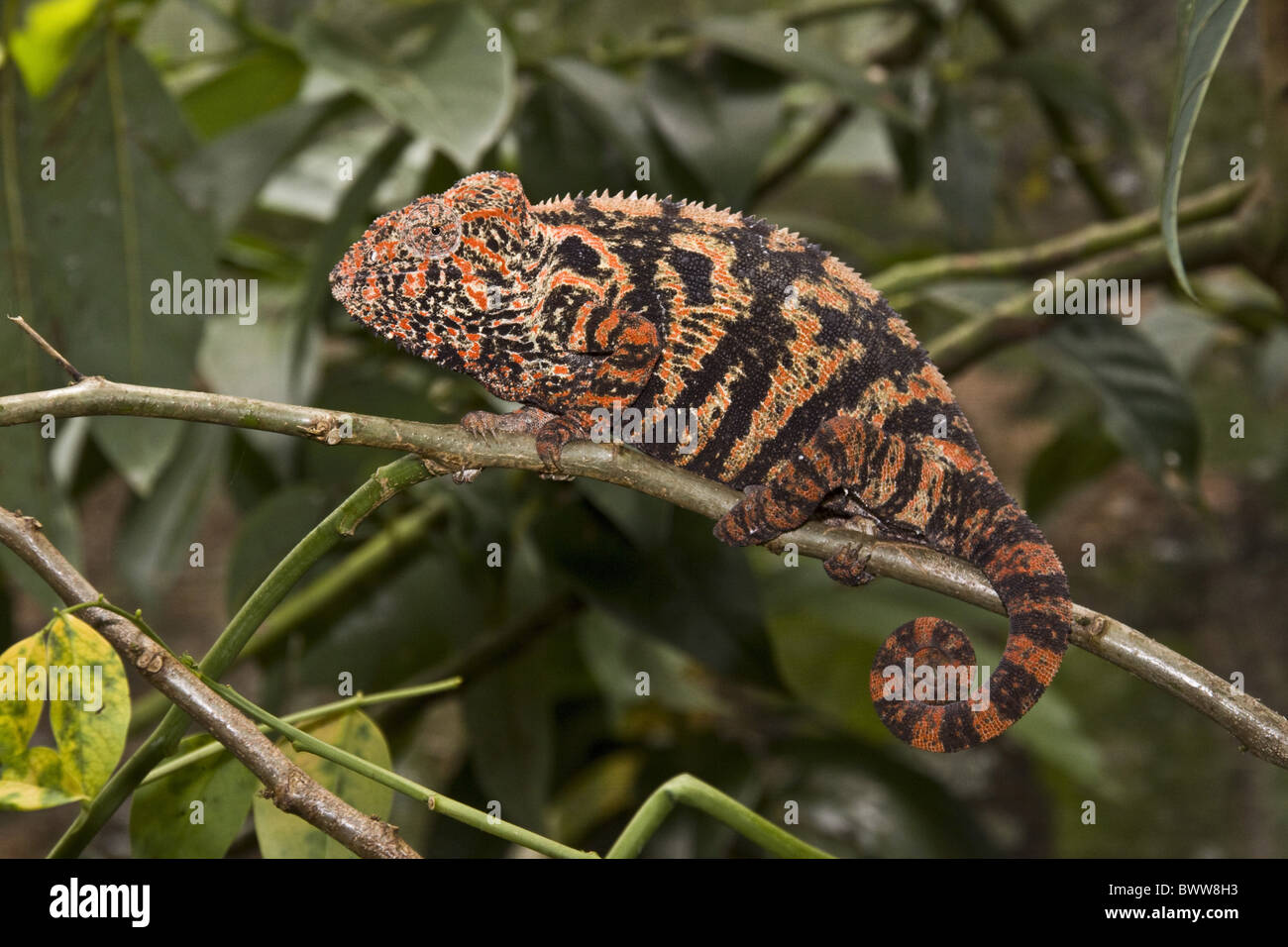 Jewelled chameleon or carpet chameleon furcifer lateralis hi-res stock ...