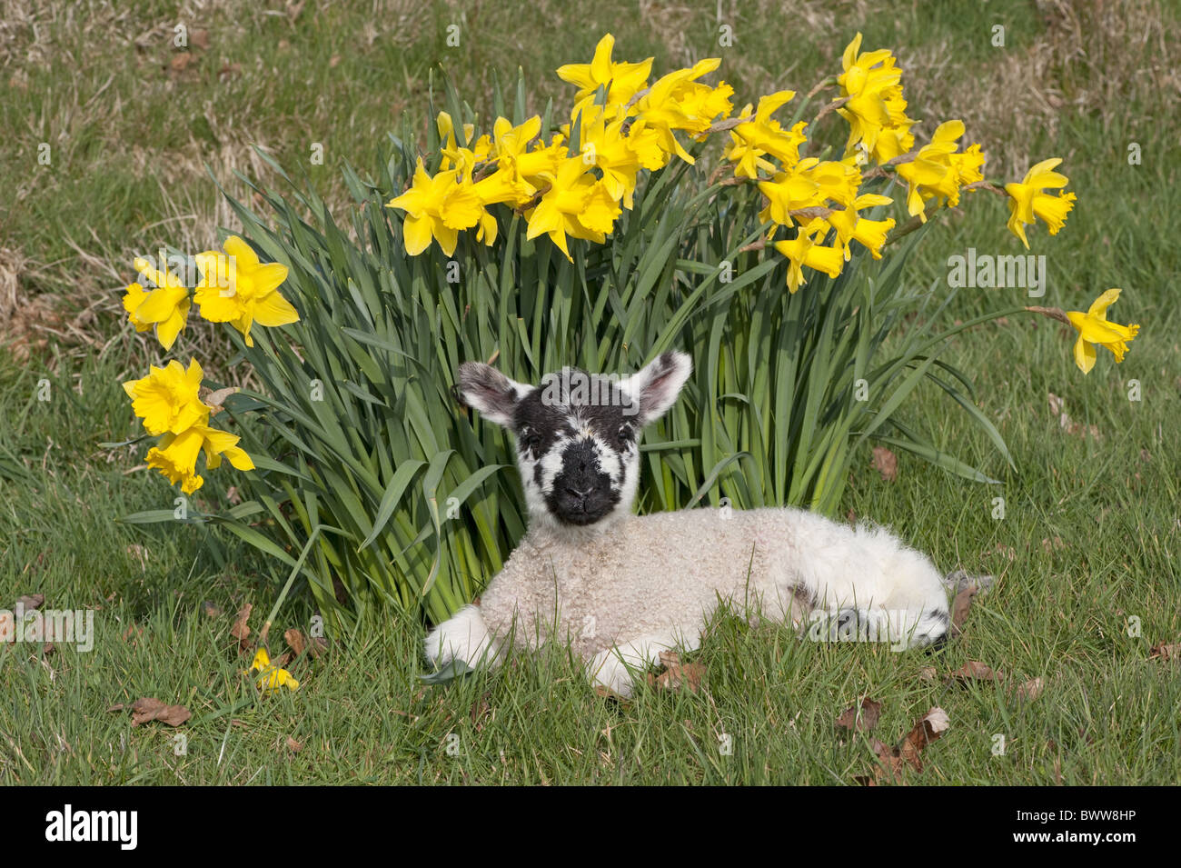 Swaledale daffodils lambs sheep sheep domestic farm farms farming