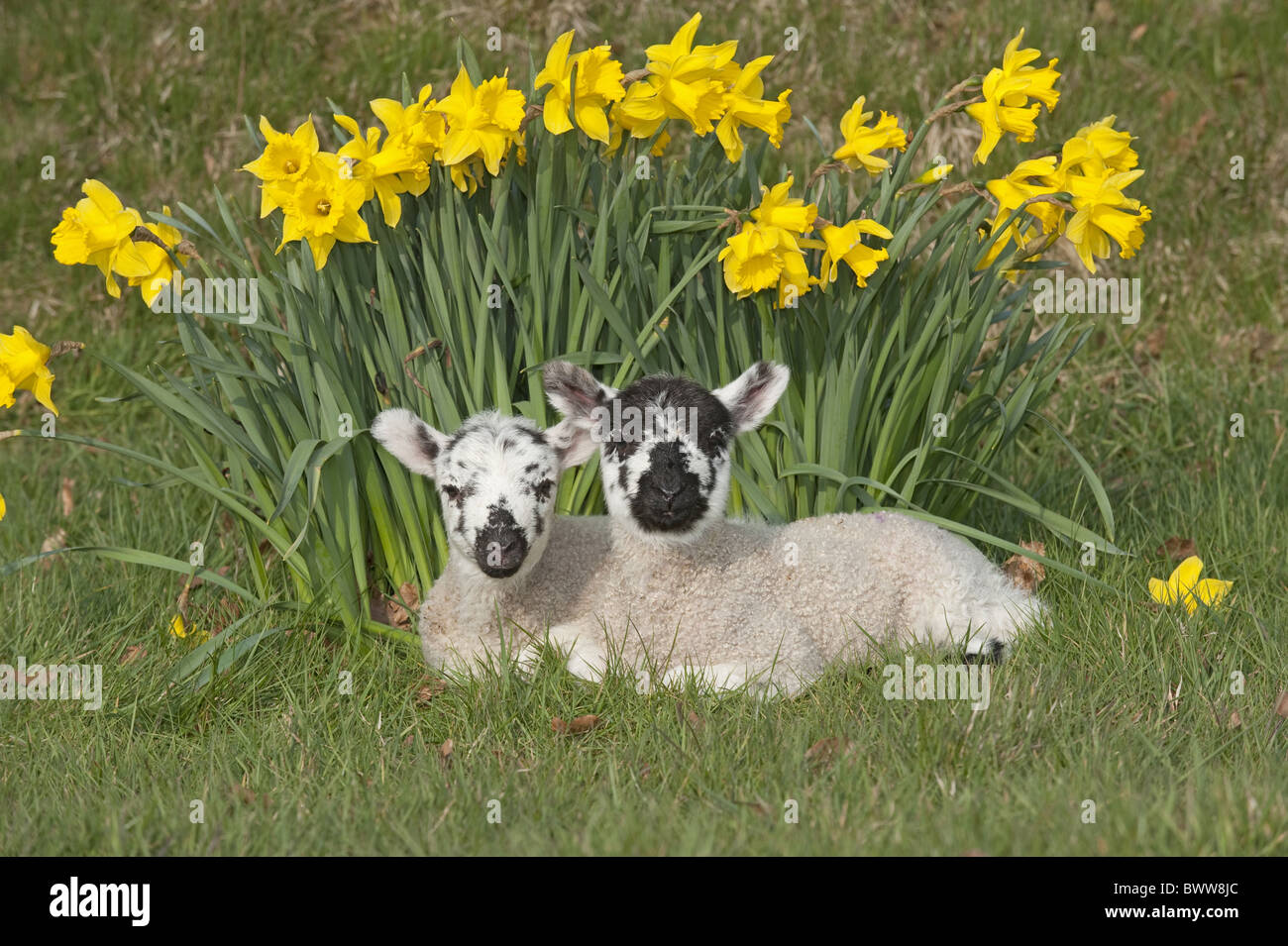 Swaledale daffodils lambs sheep sheep domestic farm farms farming