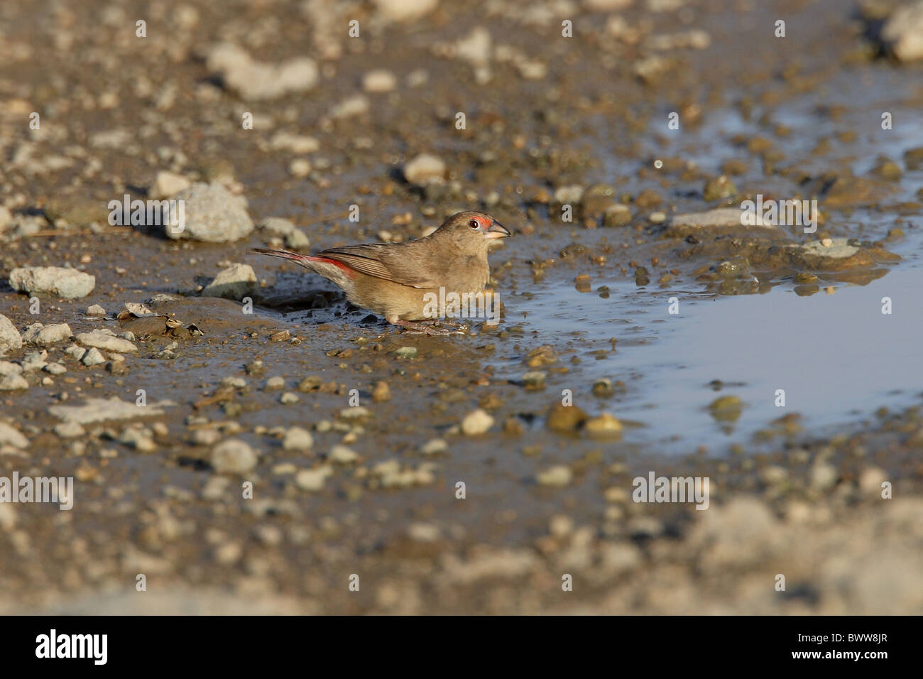 Red-billed Firefinch (Lagonosticta senegala) adult female, drinking from puddle, Awash N.P., Afar Region, Ethiopia, april Stock Photo
