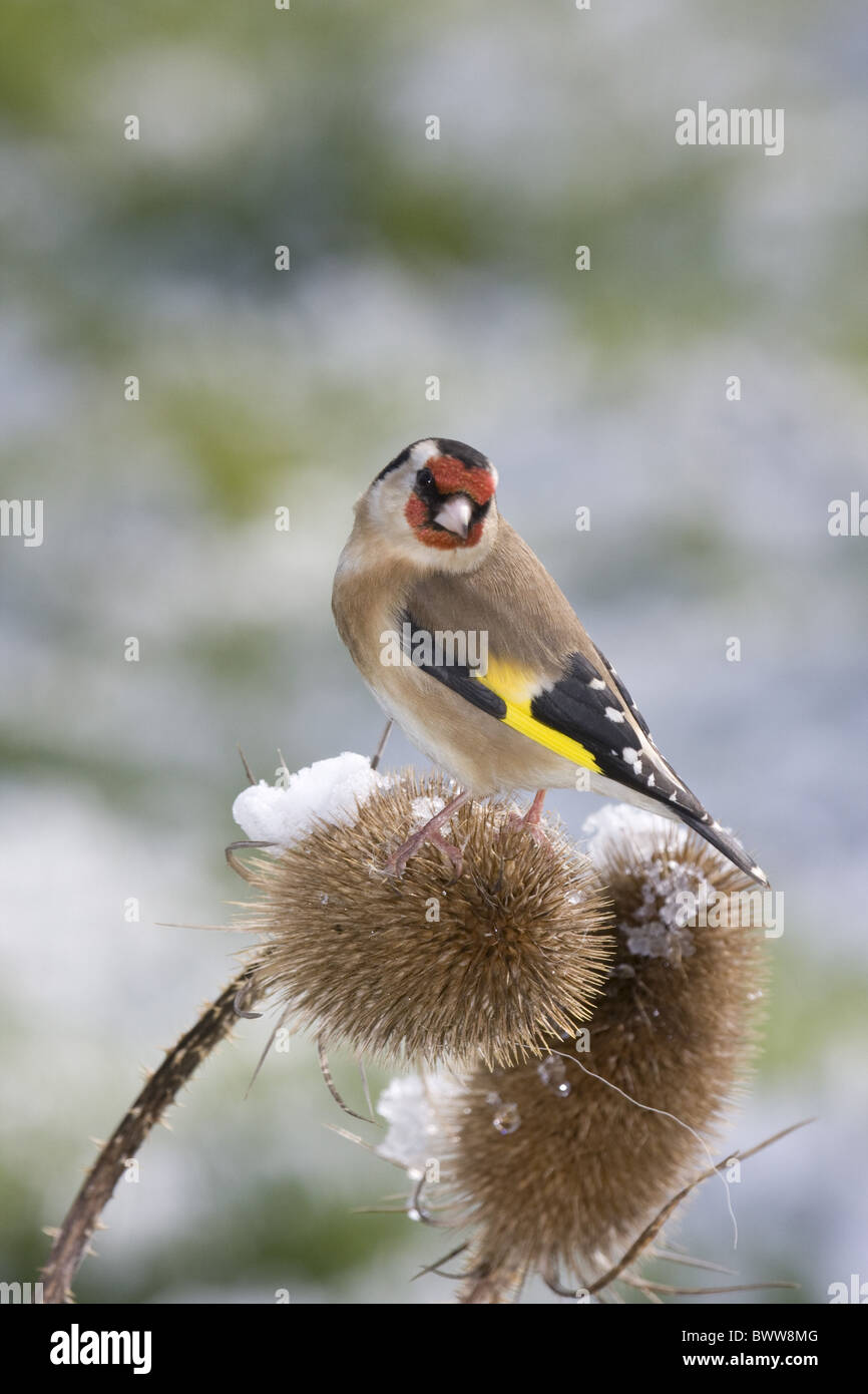 Goldfinch (Carduelis carduelis) adult, feeding, perched on snow covered teasel, England, april Stock Photo