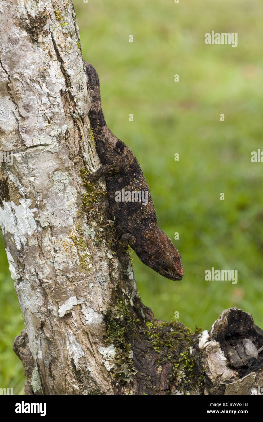 Short-horned Chameleon Calumma brevicorne Stock Photo