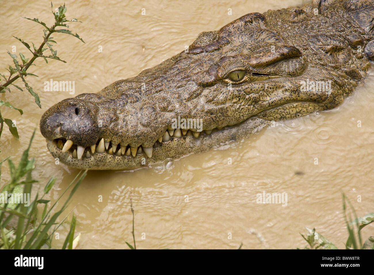 Madagascar, Near Moramanga, Mandraka, Crocodile (Crocodylus Niloticus Cp  Stock Photo - Alamy