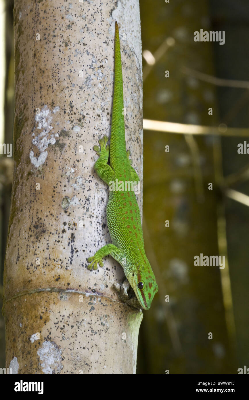 diurnal Green Gecko Phelsuma m. madagascariensis Stock Photo - Alamy