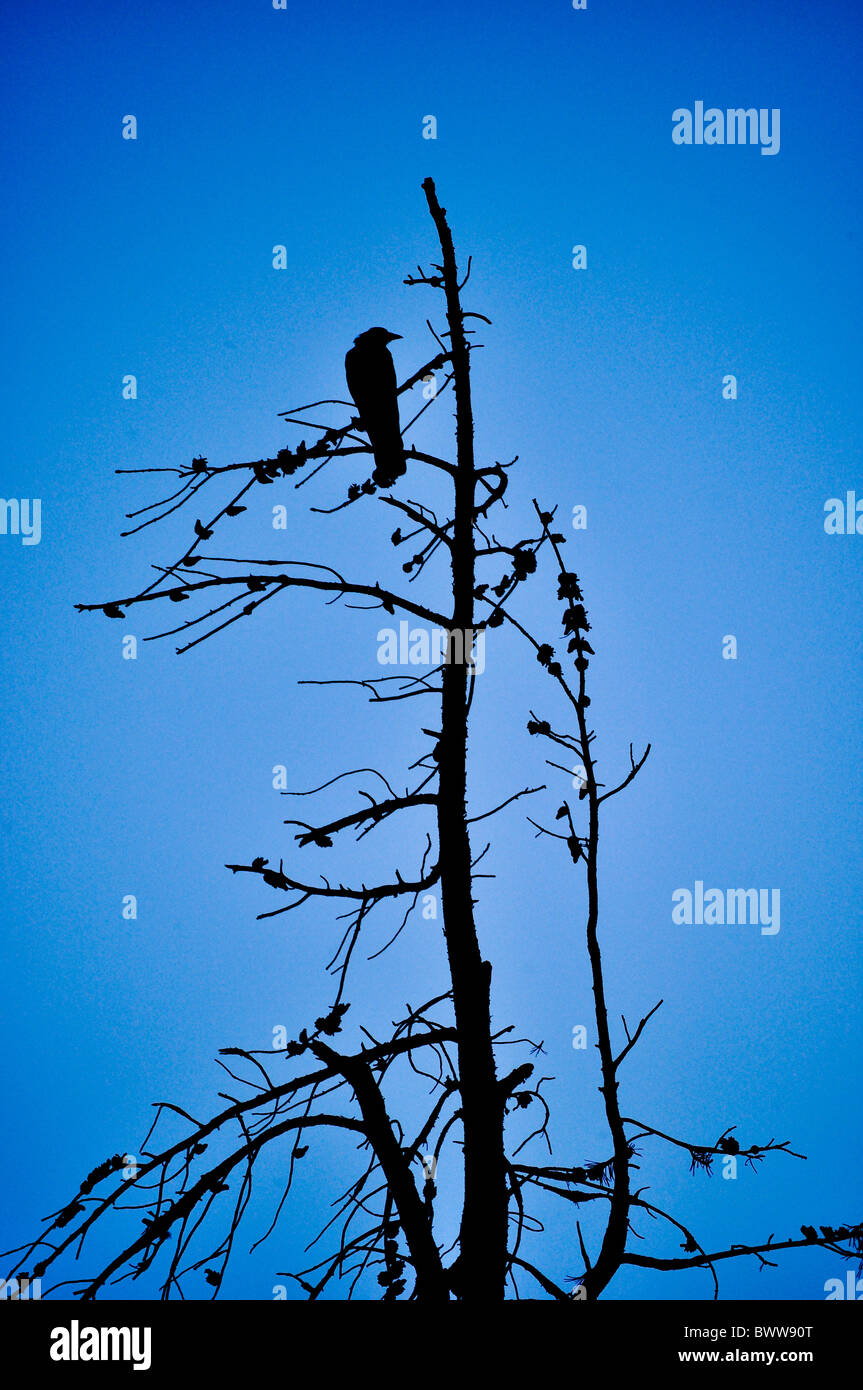 black bird in tree Stock Photo