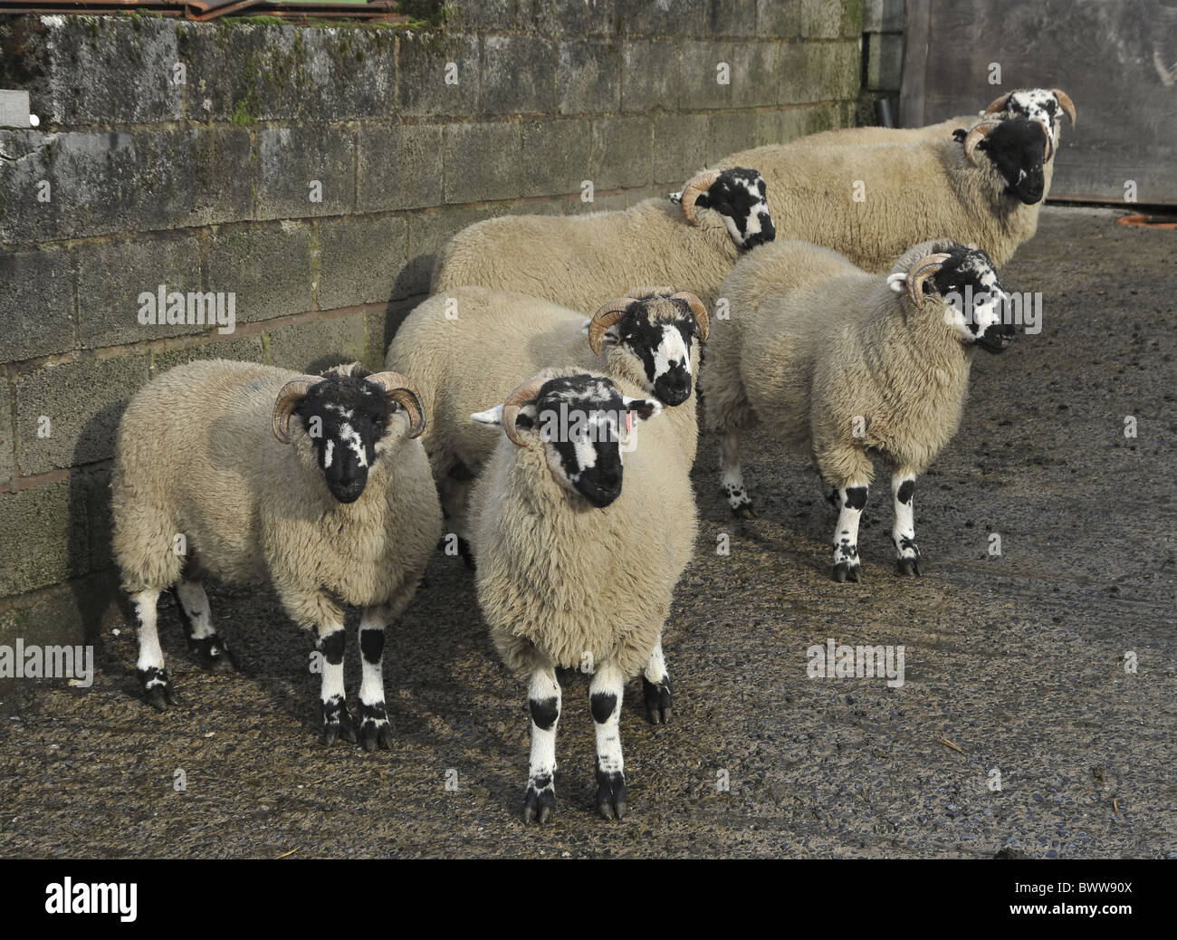 Lonk Pickard ewes sheep wethers sheep domestic farm farms farming