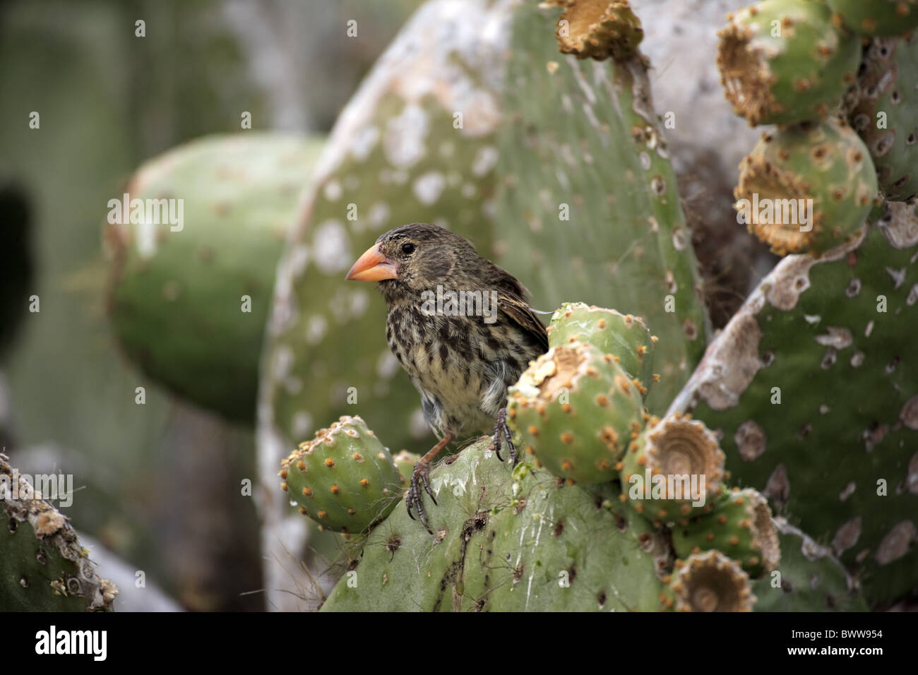 Medium Ground-finch (Geospiza fortis) adult, perched on cactus, Galapagos Islands Stock Photo
