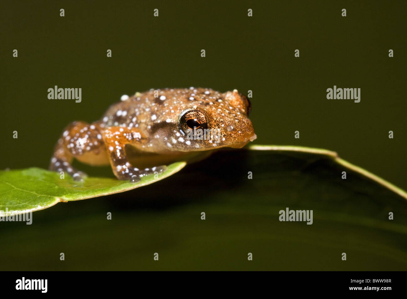 Arboreal Malagasy Frog Platypelis Tuberifera Stock Photo - Alamy