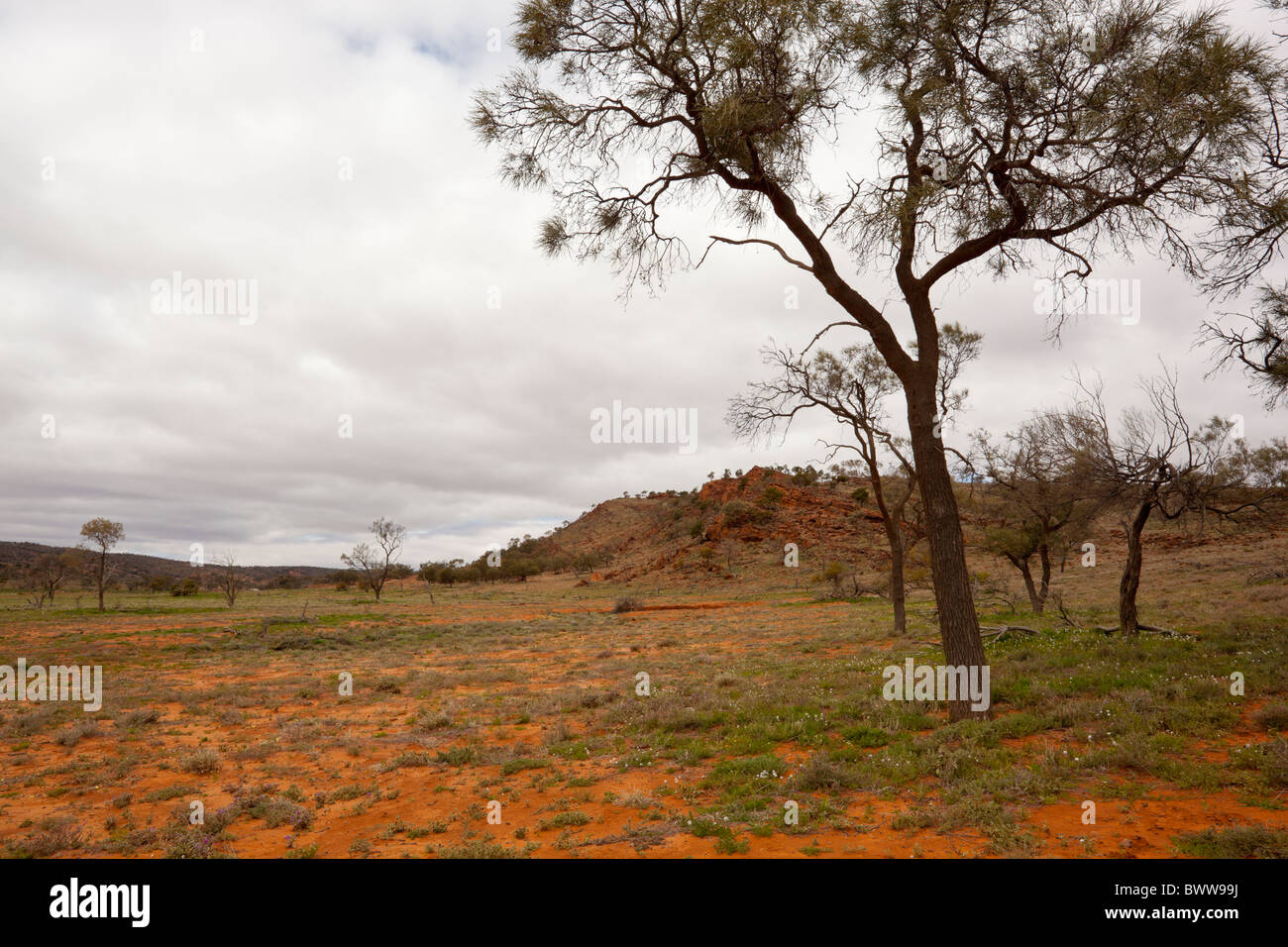 White wildflowers in the red country of Mutawintji National Park Stock Photo