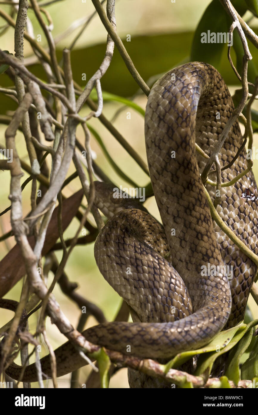 Madgascarophis is a genus of small, mildly venomous colubrid snakes