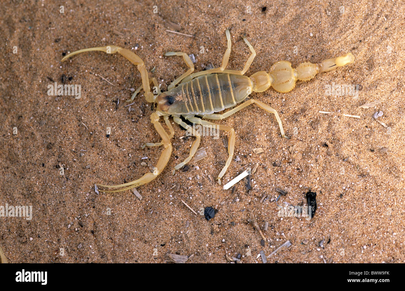 Oman middle East Scorpion Apistobuthus spec Wahiba Sands venomous