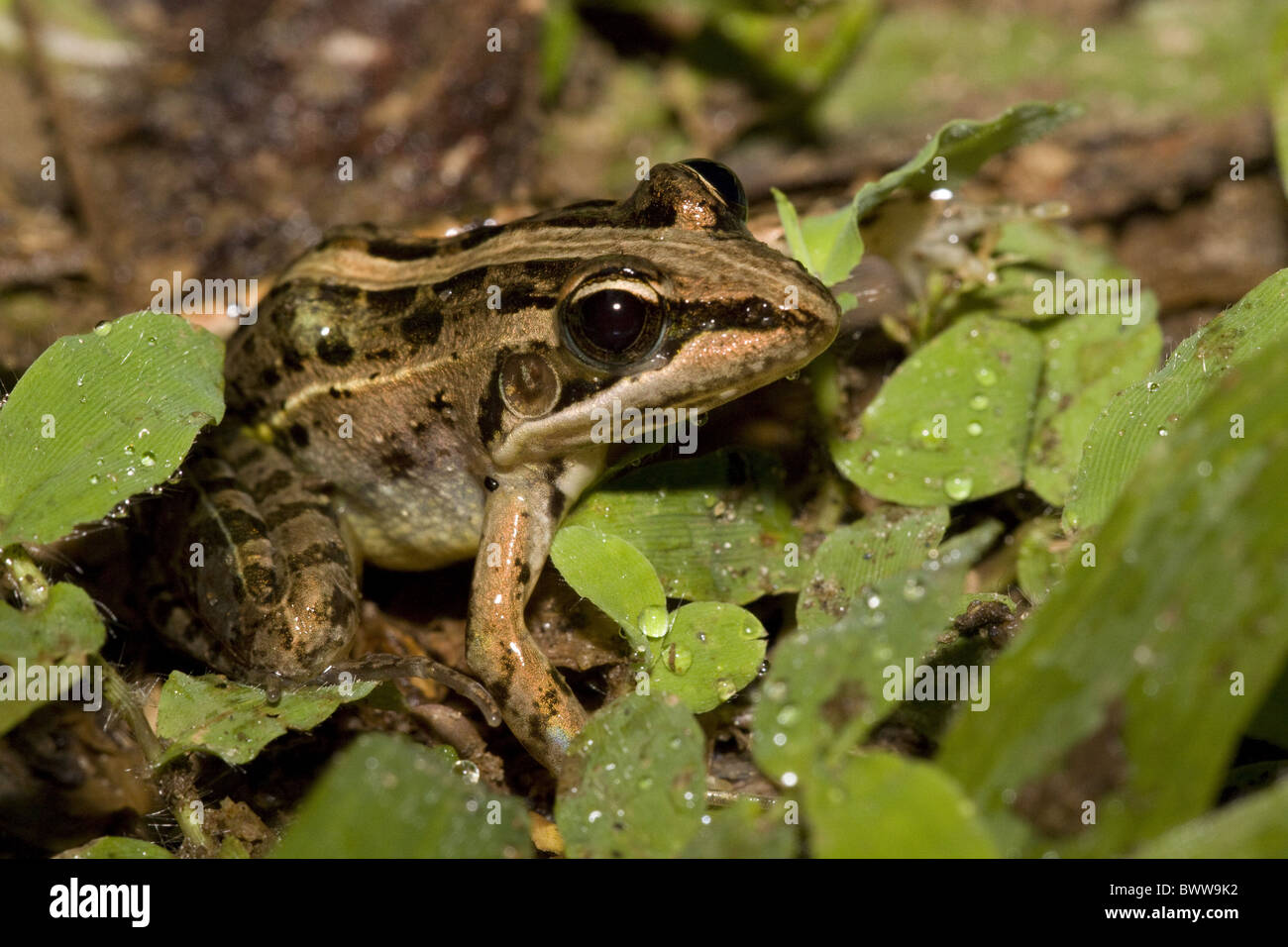 Mascarene Rocket Frog Ptychadena; mascareniensis Stock Photo