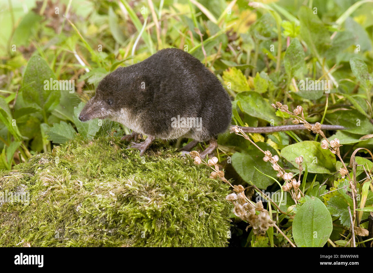 Eurasian water shrew hi-res stock photography and images - Alamy