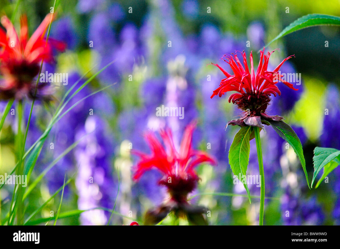 Colorado purple flower hi-res stock photography and images - Alamy